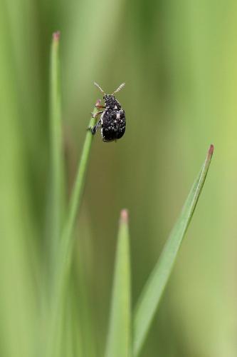 Réf. 99 823 : Bruchus sp.