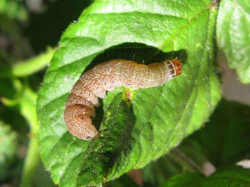 Réf. 99 528 : Conistra erythrocephala
