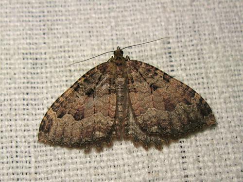 Réf. 99 606 : Triphosa dubitata