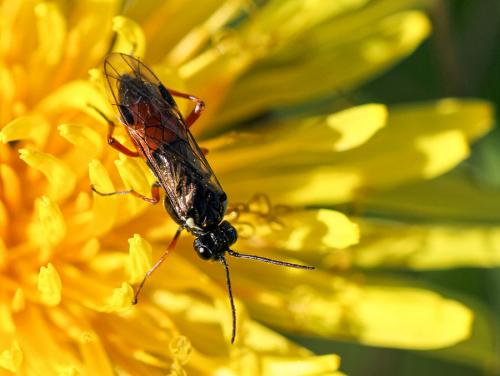Réf. 99 285 : Allantinae inconnu