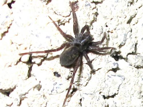 Pardosa sp.