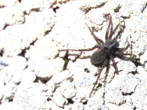 Pardosa sp.