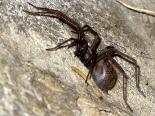 Eratigena atrica