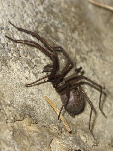 Eratigena atrica