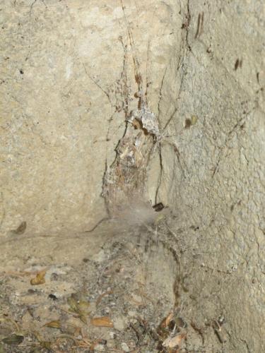 Tegenaria sp.