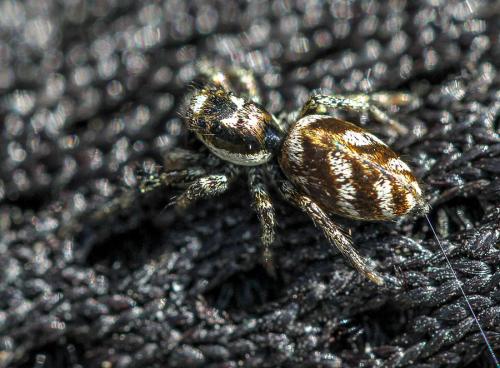 Salticus scenicus