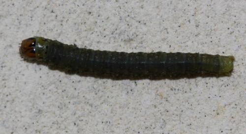 Réf. 99 353 : Cacoecimorpha pronubana