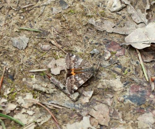Archiearis parthenias