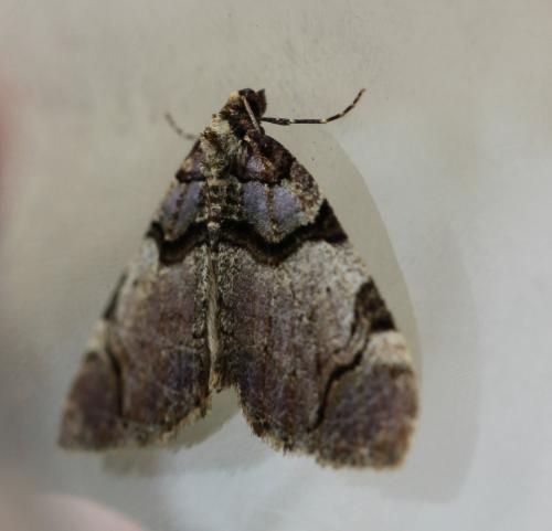 Réf. 99 501 : Anticlea derivata