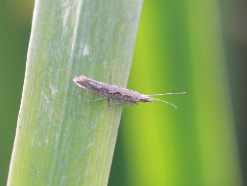 Réf. 99 653 : Plutella xylostella