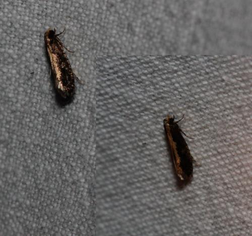 Monopis obviella