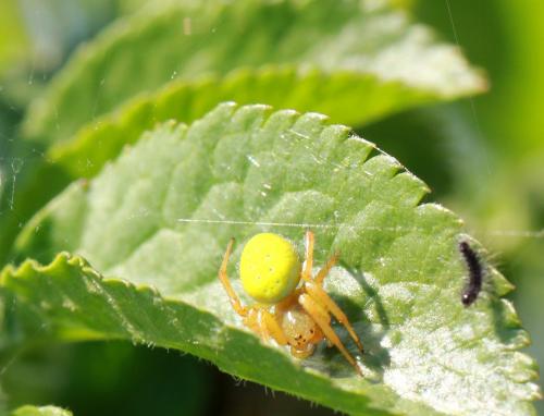 Araniella sp.