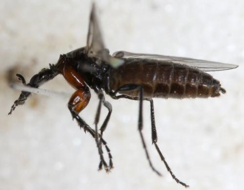 Dilophus antipedalis