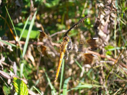 Réf. 99 834 : Sympetrum pedemontanum