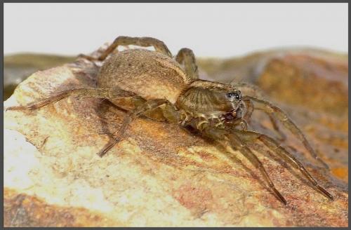 Trochosa sp.