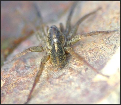 Trochosa sp.
