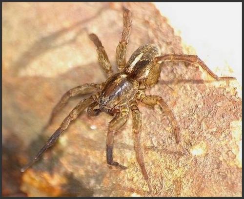Trochosa sp.