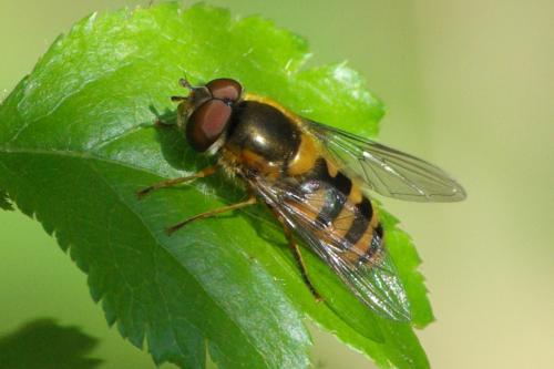 Réf. 99 707 : Epistrophe sp.
