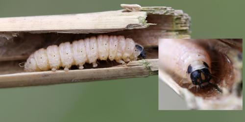Anania hortulata