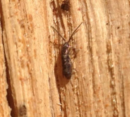 Tomocerus minor