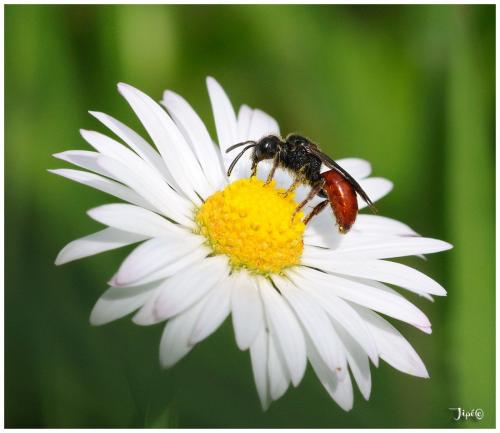 Sphecodes ruficrus