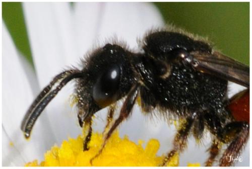 Sphecodes ruficrus
