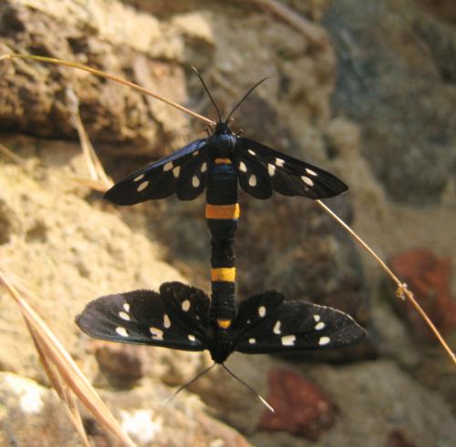 Réf. 99 164 : Amata phegea