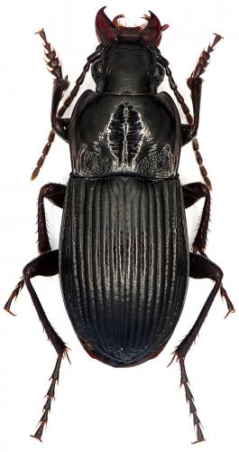 Abax carinatus