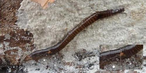 Réf. 99 357 : Linopodes sp.