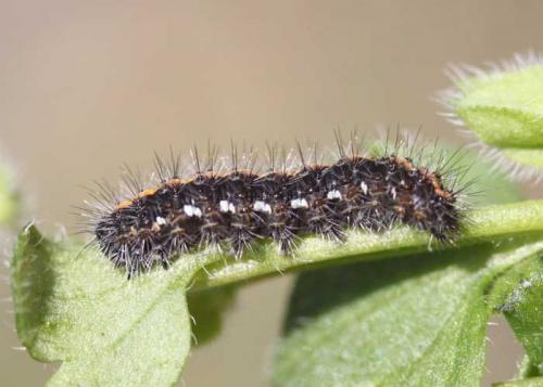 Euplagia quadripunctaria