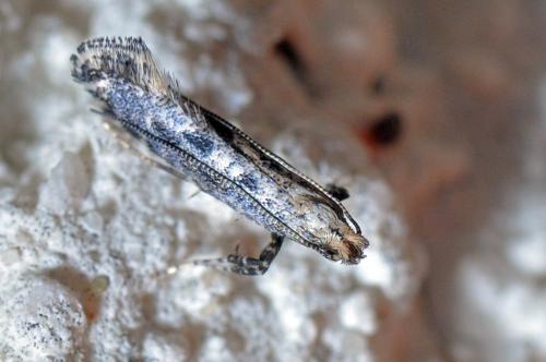 Réf. 99 935 : Parornix sp.