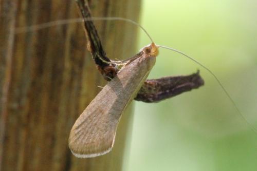 Nematopogon sp.