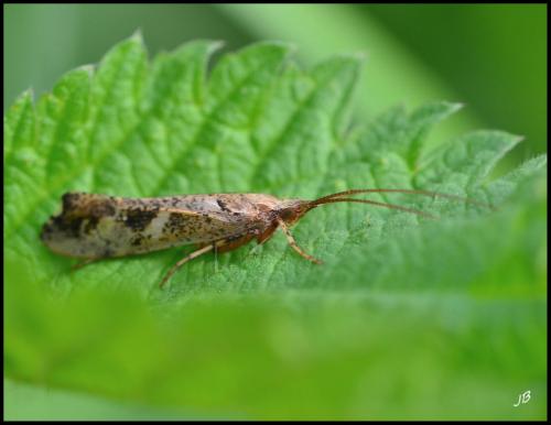 Glyphotaelius pellucidus