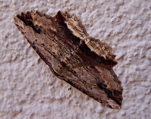 Réf. 99 513 : Menophra abruptaria