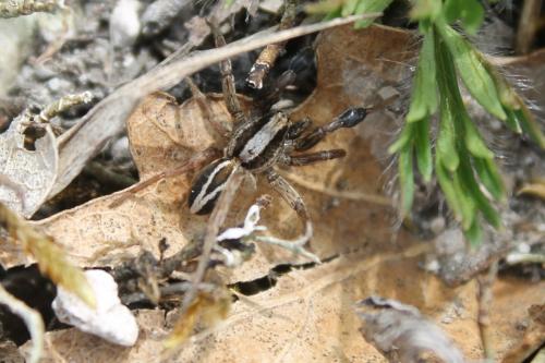 Alopecosa cuneata
