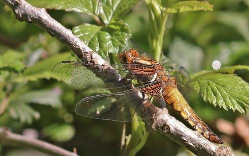 Libellula depressa
