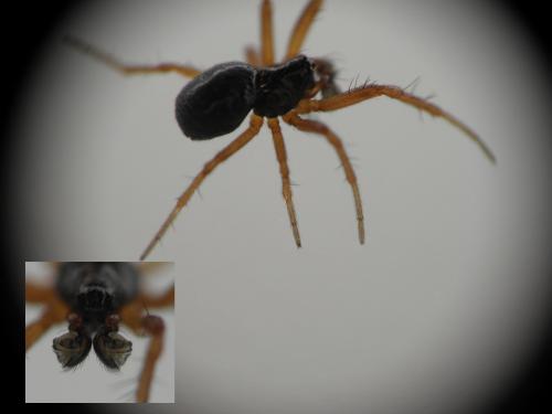 Réf. 99 265 : Hypsosinga pygmaea