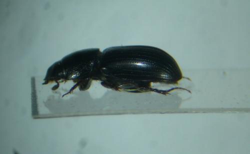 Liothorax plagiatus