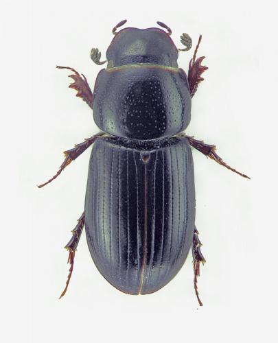 Réf. 99 197 : Liothorax niger