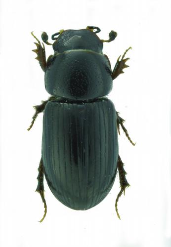 Liothorax plagiatus