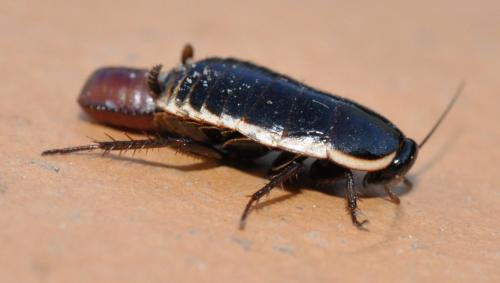 Réf. 99 939 : Loboptera decipiens