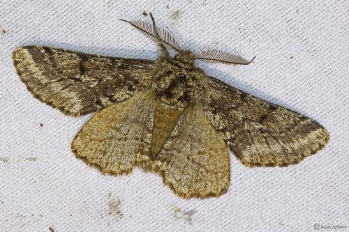 Réf. 99 428 : Lycia hirtaria