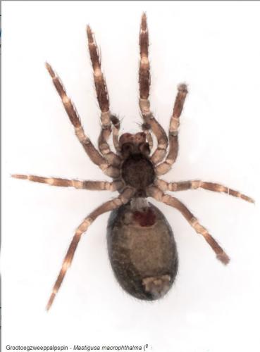 Réf. 99 997 : Mastigusa macrophthalma