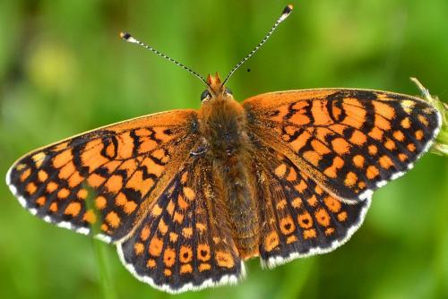 Réf. 99 898 : Melitaea cinxia