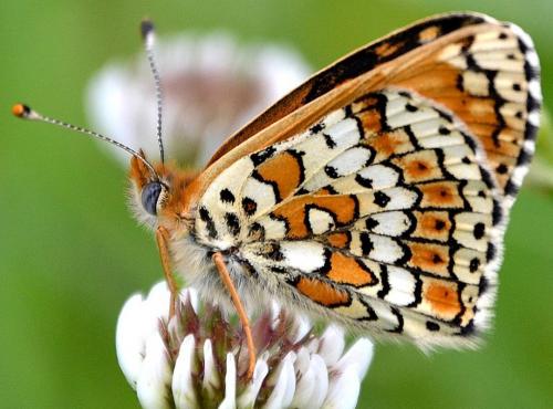 Réf. 99 915 : Melitaea cinxia