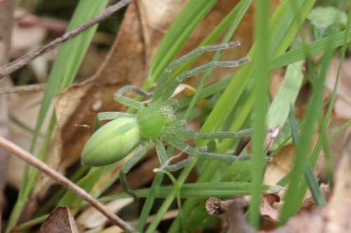 Micrommata virescens