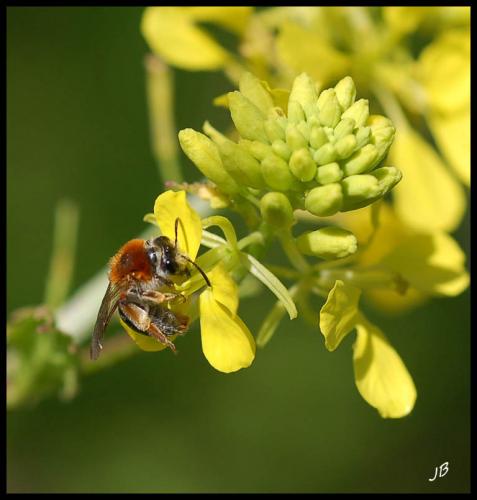 Andrena haemorrhoa
