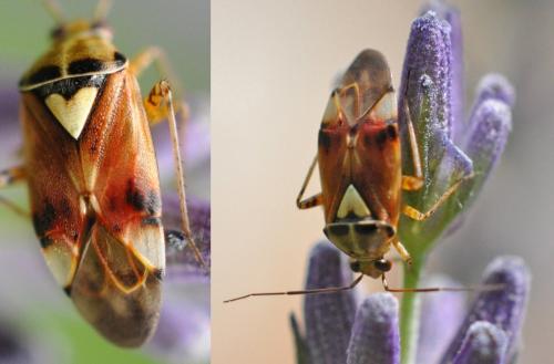 Lygus sp.