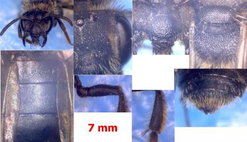 Réf. 99 875 : Andrena minutula