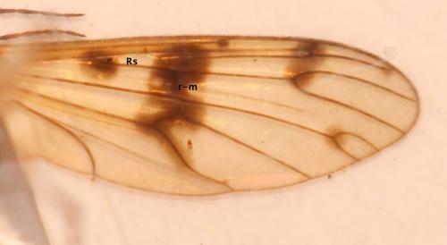 Ptychoptera contaminata